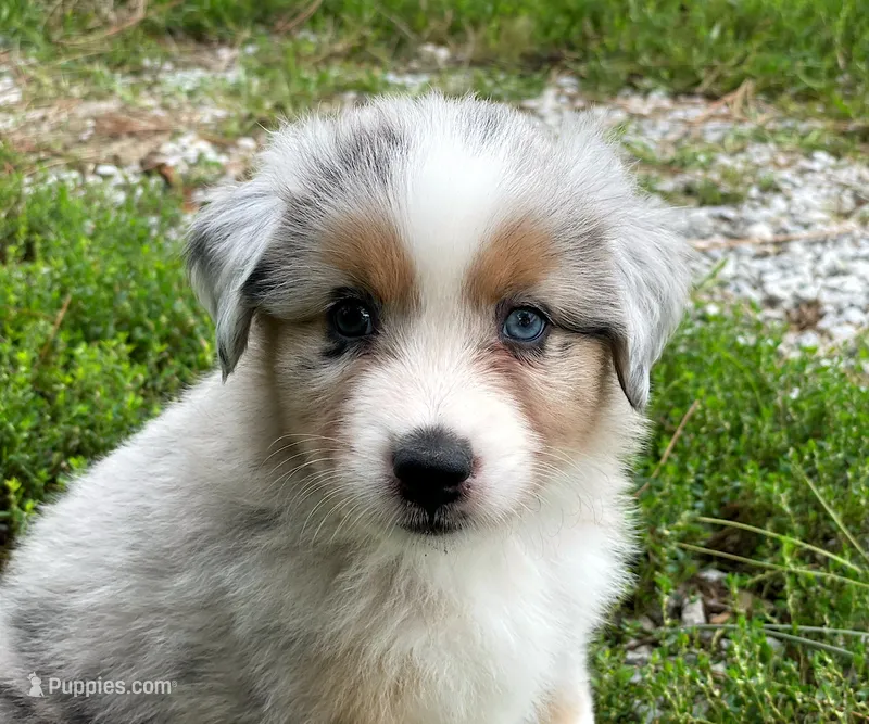 Charlie – Miniature Australian Shepherd puppy for sale in Auburn, NE