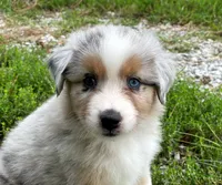 Charlie, a male Miniature Australian Shepherd for sale in Auburn, NE – 1 of 6