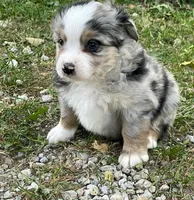 Tucker, a male Miniature Australian Shepherd for sale in Auburn, NE – 6 of 7