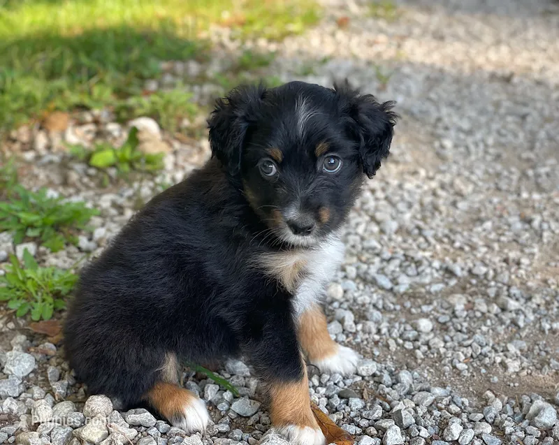 Piper – Toy Australian Shepherd puppy for sale in Auburn, NE