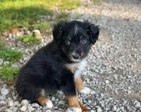 Piper, a female Toy Australian Shepherd for sale in Auburn, NE – 1 of 6