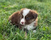 Jack, a male Miniature Australian Shepherd for sale in Auburn, NE – Photo 4 of 8