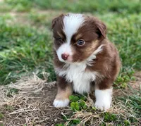 Jack, a male Miniature Australian Shepherd for sale in Auburn, NE – Photo 1 of 8