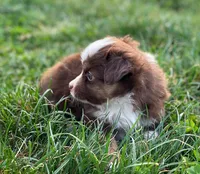 Jack, a male Miniature Australian Shepherd for sale in Auburn, NE – Photo 3 of 8