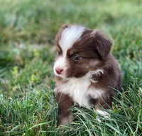 Jack, a male Miniature Australian Shepherd for sale in Auburn, NE – Photo 8 of 8