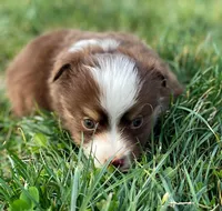 Jack, a male Miniature Australian Shepherd for sale in Auburn, NE – Photo 2 of 8