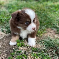 Jack, a male Miniature Australian Shepherd for sale in Auburn, NE – Photo 6 of 8