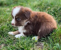 Jack, a male Miniature Australian Shepherd for sale in Auburn, NE – Photo 7 of 8