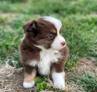 Jack, a male Miniature Australian Shepherd for sale in Auburn, NE – Photo 5 of 8