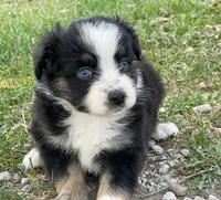 Harper, a female Miniature Australian Shepherd for sale in Auburn, NE – 6 of 6