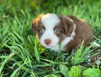 Duke, a male Miniature Australian Shepherd for sale in Auburn, NE – 5 of 6