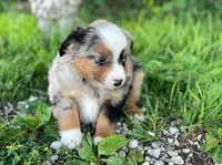 Max, a male Miniature Australian Shepherd for sale in Auburn, NE – 3 of 7