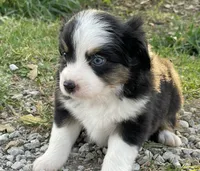Lily, a female Miniature Australian Shepherd for sale in Auburn, NE – 5 of 6