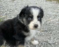 Harper, a female Miniature Australian Shepherd for sale in Auburn, NE – 5 of 6
