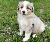 Charlie, a male Miniature Australian Shepherd for sale in Auburn, NE – 2 of 6