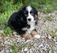 Jack, a male Miniature Australian Shepherd for sale in Auburn, NE – 4 of 6