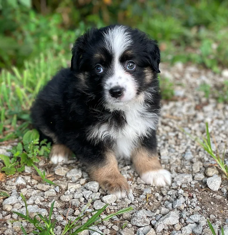 Jack – Miniature Australian Shepherd puppy for sale in Auburn, NE