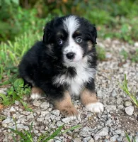 Jack, a male Miniature Australian Shepherd for sale in Auburn, NE – 1 of 6