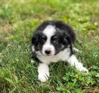 Piper, a female Toy Australian Shepherd for sale in Auburn, NE – 2 of 5