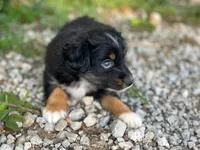Piper, a female Toy Australian Shepherd for sale in Auburn, NE – 2 of 6