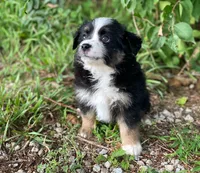 Jack, a male Miniature Australian Shepherd for sale in Auburn, NE – 3 of 6