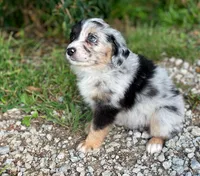 Faith, a female Miniature Australian Shepherd for sale in Auburn, NE – 3 of 7