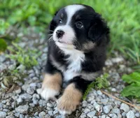 Rocky, a male Miniature Australian Shepherd for sale in Auburn, NE – 4 of 6