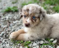 Lucy, a female Miniature Australian Shepherd for sale in Auburn, NE – 2 of 6