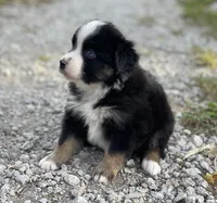 Bella, a female Miniature Australian Shepherd for sale in Auburn, NE – 4 of 7