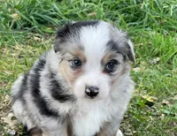 Tucker, a male Miniature Australian Shepherd for sale in Auburn, NE – 2 of 7