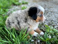 Max, a male Miniature Australian Shepherd for sale in Auburn, NE – 2 of 7