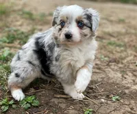 Luna, a female Miniature Australian Shepherd for sale in Auburn, NE – Photo 5 of 7