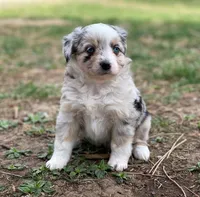 Luna, a female Miniature Australian Shepherd for sale in Auburn, NE – Photo 6 of 7