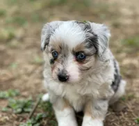 Luna, a female Miniature Australian Shepherd for sale in Auburn, NE – Photo 3 of 7