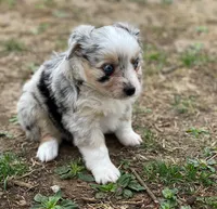 Luna, a female Miniature Australian Shepherd for sale in Auburn, NE – Photo 7 of 7