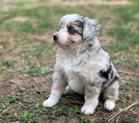 Luna, a female Miniature Australian Shepherd for sale in Auburn, NE – Photo 4 of 7