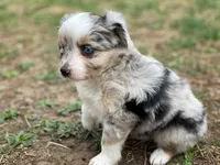 Luna, a female Miniature Australian Shepherd for sale in Auburn, NE – Photo 2 of 7