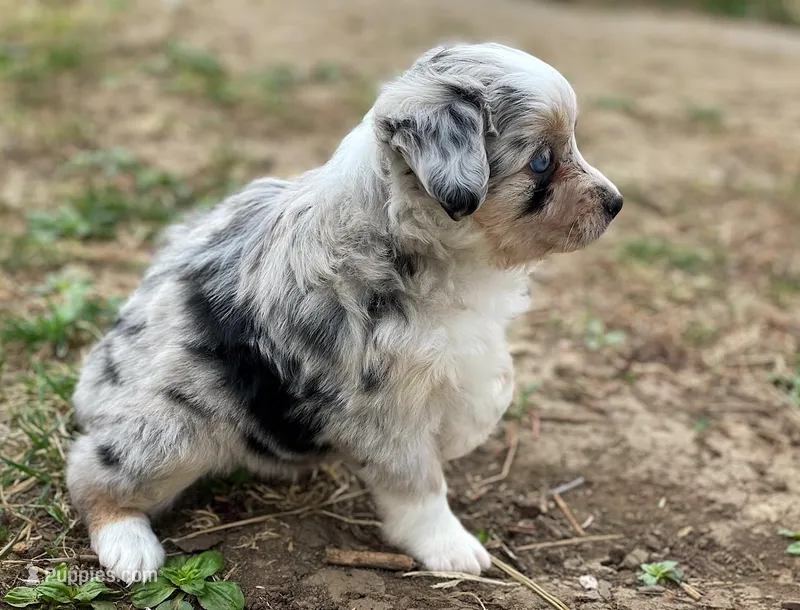 Luna – Miniature Australian Shepherd puppy for sale in Auburn, NE
