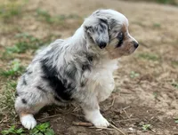 Luna, a female Miniature Australian Shepherd for sale in Auburn, NE – Photo 1 of 7