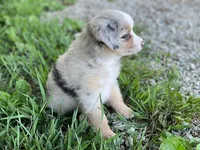 Bella, a female Miniature Australian Shepherd for sale in Auburn, NE – 2 of 6
