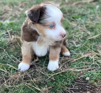 Red, a male Toy Australian Shepherd for sale in Auburn, NE – Photo 6 of 7