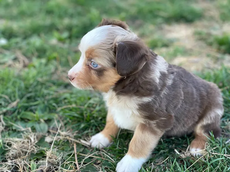 Red – Toy Australian Shepherd puppy for sale in Auburn, NE