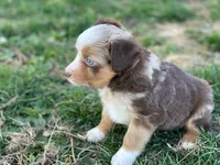 Red, a male Toy Australian Shepherd for sale in Auburn, NE – Photo 1 of 7