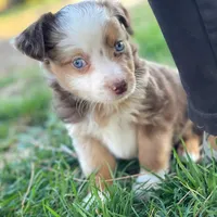 Red, a male Toy Australian Shepherd for sale in Auburn, NE – Photo 2 of 7