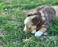 Red, a male Toy Australian Shepherd for sale in Auburn, NE – Photo 4 of 7
