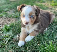 Red, a male Toy Australian Shepherd for sale in Auburn, NE – Photo 3 of 7