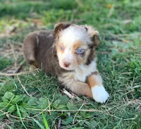 Red, a male Toy Australian Shepherd for sale in Auburn, NE – Photo 7 of 7