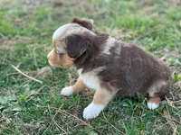 Red, a male Toy Australian Shepherd for sale in Auburn, NE – Photo 5 of 7