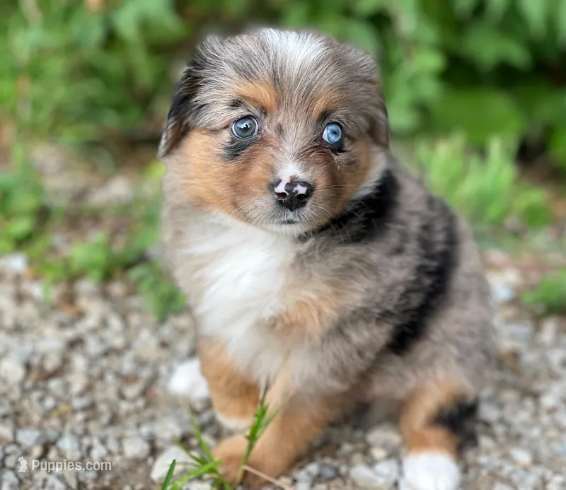 Luna – Miniature Australian Shepherd puppy for sale in Auburn, NE