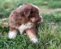 Willow, a female Miniature Australian Shepherd for sale in Auburn, NE – Photo 6 of 7